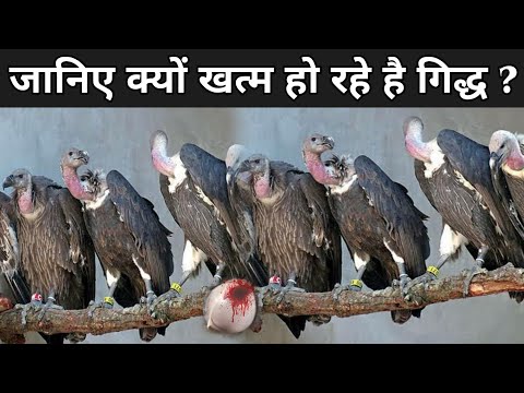 वीडियो: क्या गिद्ध मेहतर है?