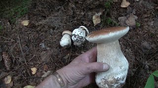 Белые грибы Сентября.