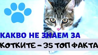 видео: КАКВО НЕ ЗНАЕМ ЗА КОТКИТЕ + 35 ИНТЕРЕСНИ ФАКТА картинка: КАКВО НЕ ЗНАЕМ ЗА КОТКИТЕ + 35 ИНТЕРЕСНИ ФАКТА