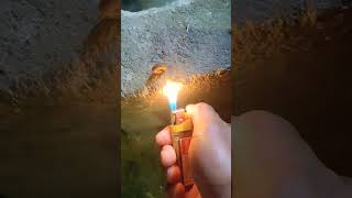 Firing Leech   Shorts