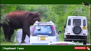 'Wild Elephant Road Attacks: Terrifying Moments Caught on Camera'#elephantattacks