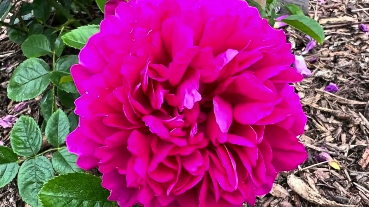 Princess Anne Rose, David Austin 2010. July 2023 update.