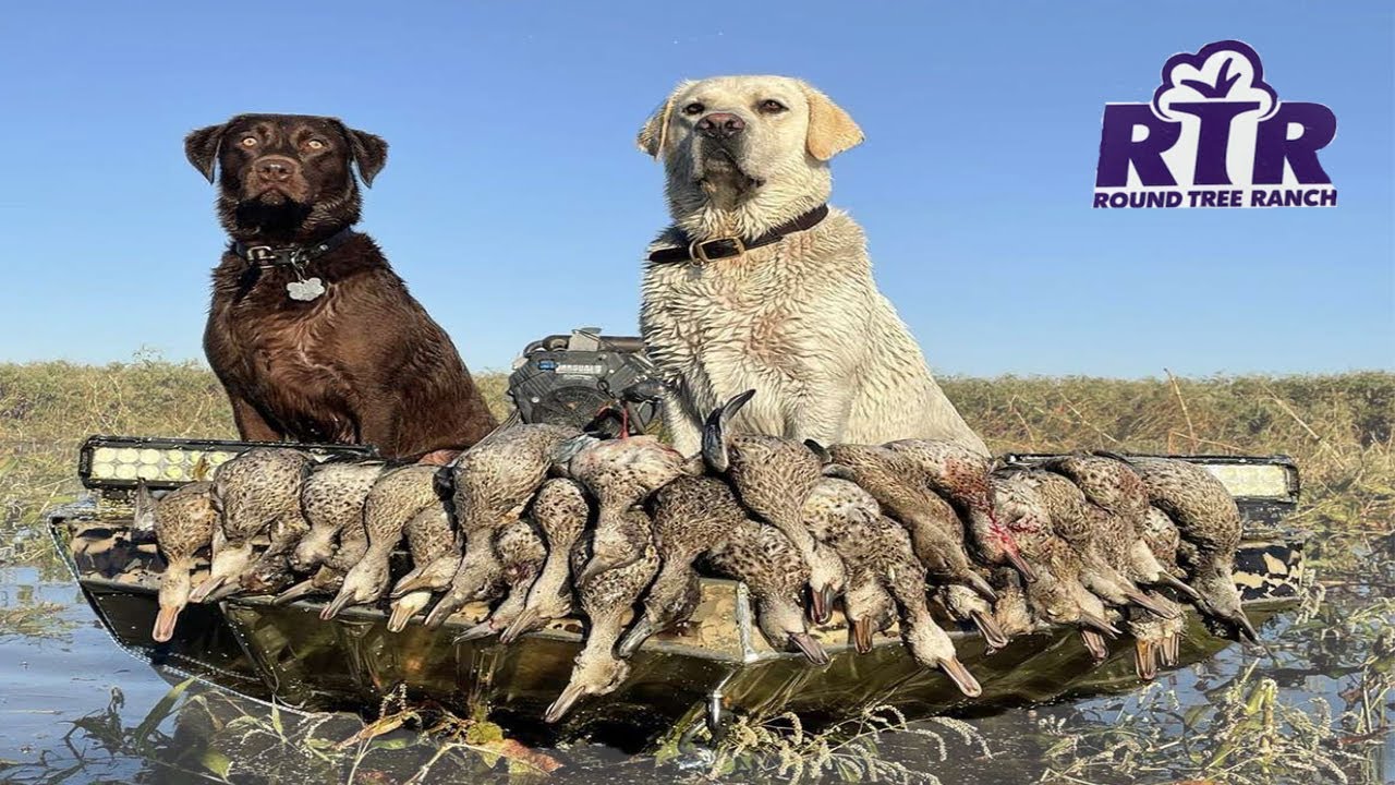 5 Limits On Public Land Kansas Duck Hunting 2021 YouTube