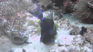 Queen triggerfish at work