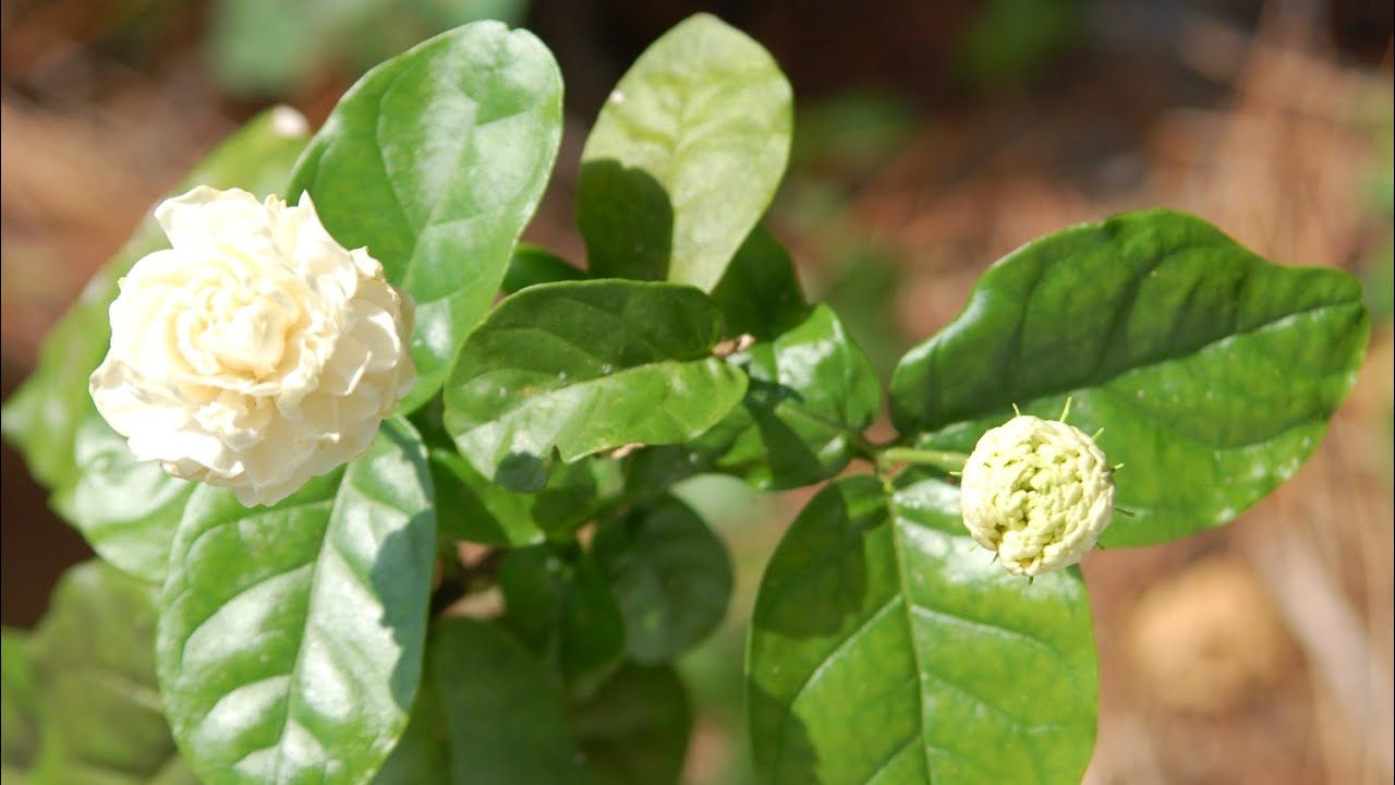 Bela Ka Flowers Best Flower Site