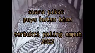 Suara Pikat Puyuh Hutan Bima Terbukti Paling Ampuh 2022