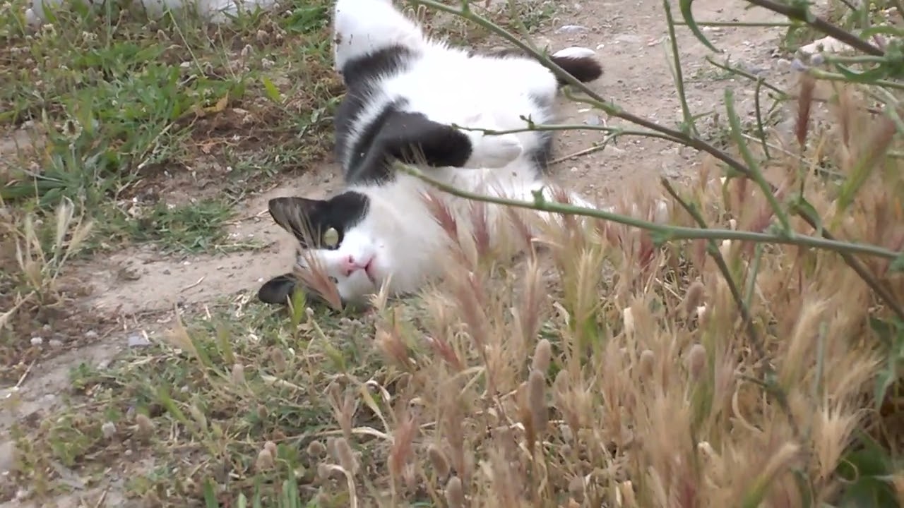 Хорошее  кошачье настроение                                   Good feline mood