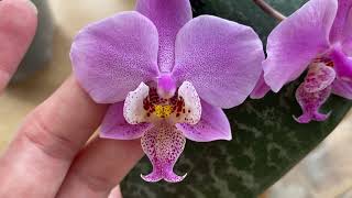 : P.Schilleriana 'Pink Butterfly' AM/AOS