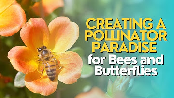 Creating a Pollinator Paradise for Bees and Butterflies