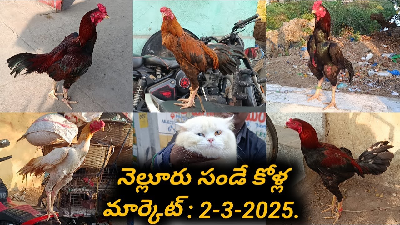 Nellore Sunday Kolla Market  :  2-3-2025,  #nelloresundaykollamarket, #venkyberasatv, #aseelmurga,