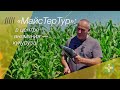 «МайсТерТур»: в центре внимания - кукуруза!