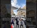 White Horse Flying in Israel #israel #horse #usa #iran #middleeast