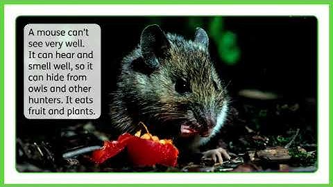 Learn with us  4- Unit 2 Cross curricular presentation