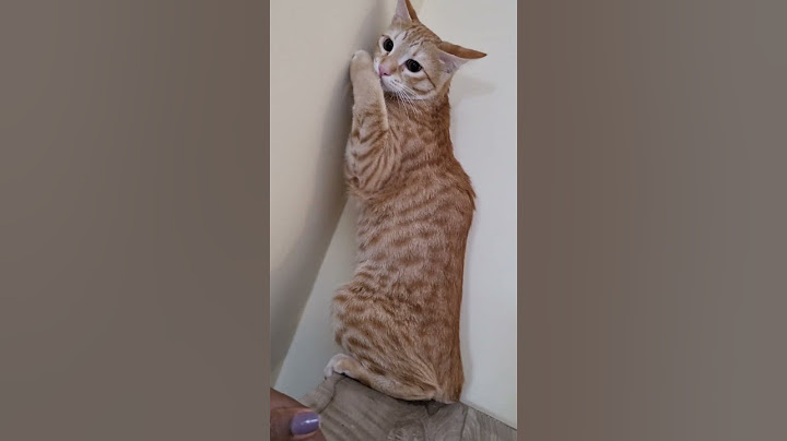 When she gets scared 🥺 #orangecat #baby #catlove