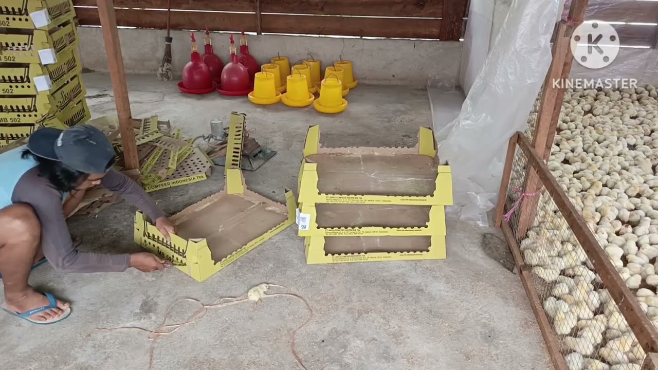 MASUK BIBIT DOC AYAM PEJANTAN 2500 EKOR | KANDANG NO 2