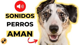 Sonidos Perros AMAN 🐶 Estimulacion para Perros