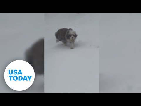 Playful dog gets 'zoomies' in the snow | USA TODAY
