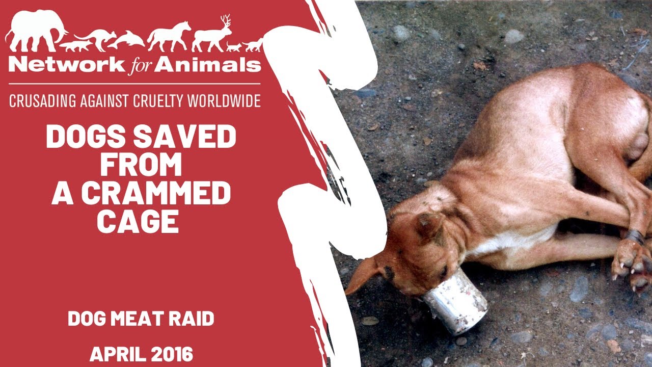 Network for Animals Dog Meat Trade Raid, March 2016 dog meat trade documentary
