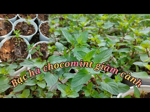 Video: Sôcôla Herb Plant - Học Cách Chăm Sóc Cây Bạc Hà Sôcôla