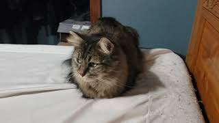 Cat Loaf