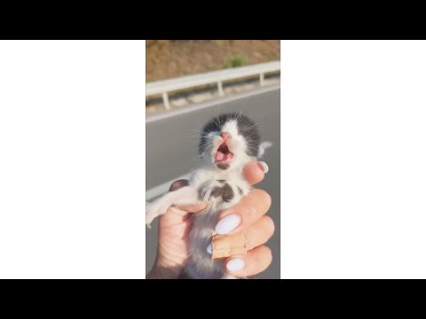 Woman Rescues Feisty New Born Kitten Named Kravitz Jr. - One Green