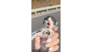 Brave Woman Risks Her Life To Save A Kitten Stuck On A Highway