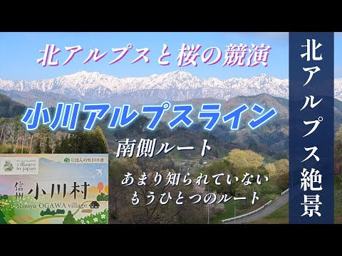 北アルプス絶景Drive Route 小川アルプスライン  "北アルプスと桜の競演”