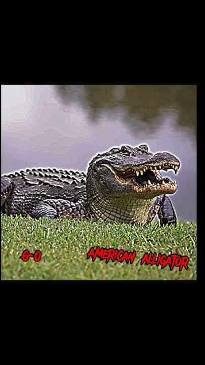 american alligator vs american crocodile - YouTube