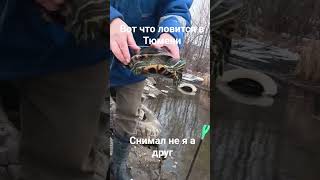 #рыбалка #рыбалканаозере #рыбалкавидео #fishing #рыбалканафидер  #черепахи