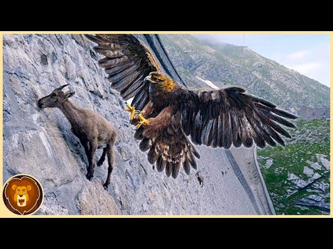 Video: Ist der Weißbauch-Seeadler vom Aussterben bedroht?