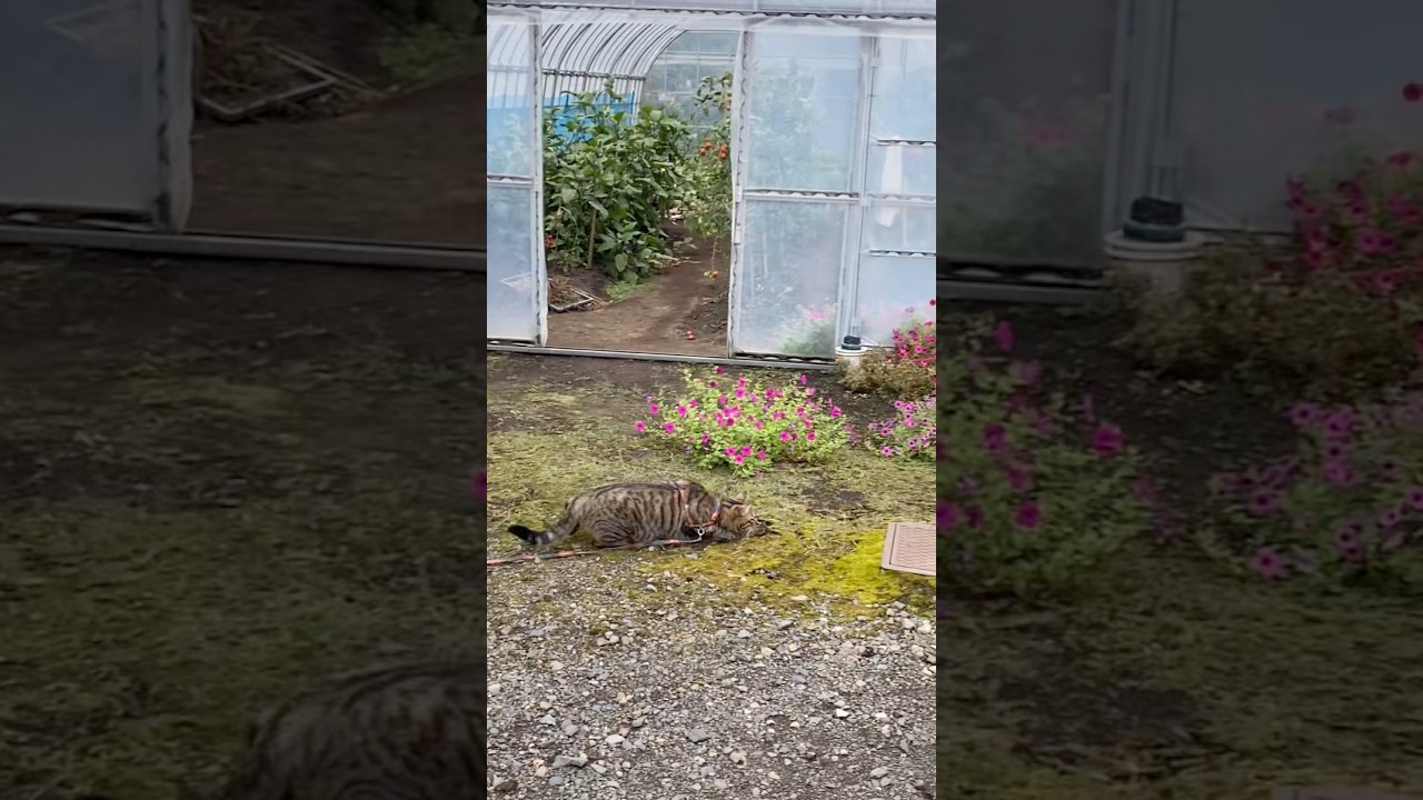途中であきらめたトラジ。 #猫 #cat #狩猟 #shorts