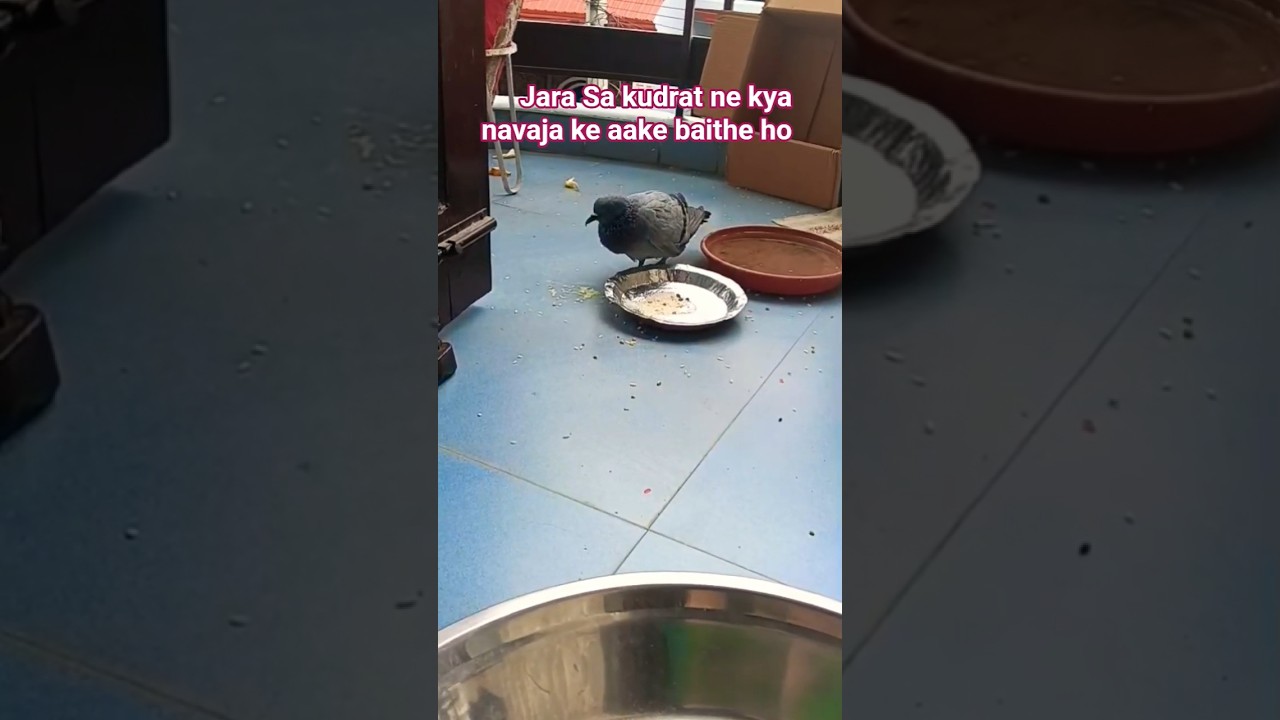 garmiyon Mein pakshiyon ko Dana Pani Dena Na Bhule #nature #Birds