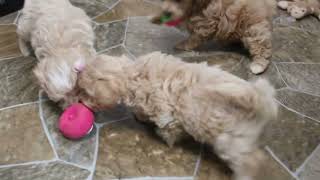 Maltipoo Puppies For Sale