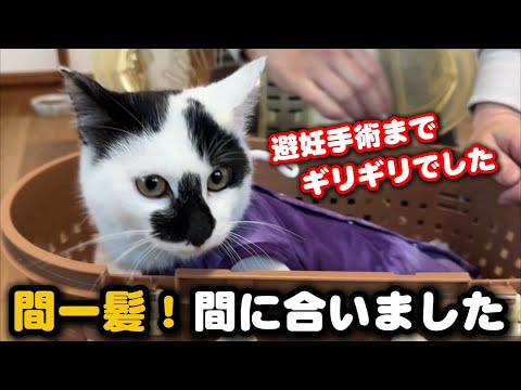 The day of the spay/neuter surgeryit was really close - YouTube