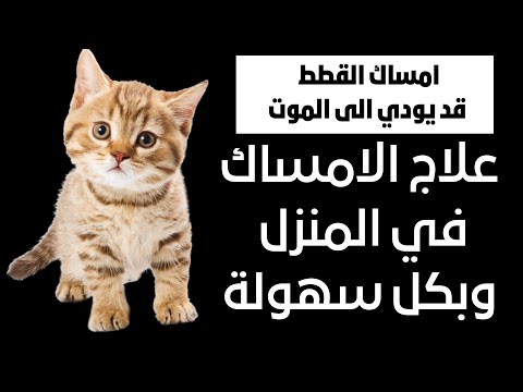 كيفية علاج الإمساك عند القطط تحديد ما إذا كانت قطتك تعاني من الإمساك