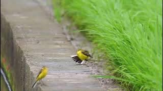 白眉黃鶺鴒 Eastern Yellow Wagtail tschutschensis