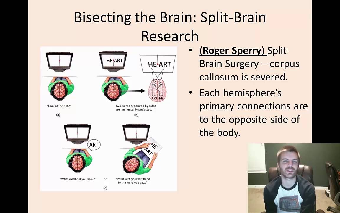 Split Brain Research Demonstrates What Important Aspect Of Brain Function 🔥 Split brain studies psychology. Implications of the Split Brain: A