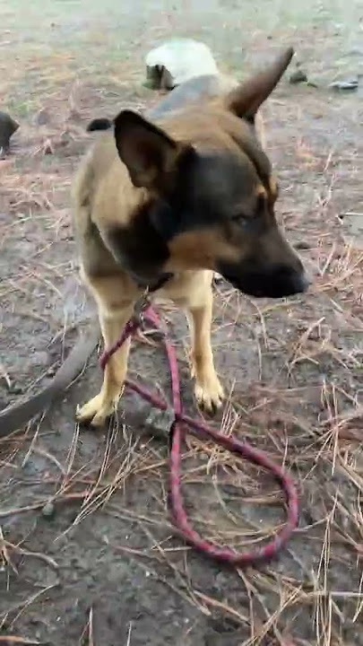 @animallover101890: ❤️🐾 #dog #doglover