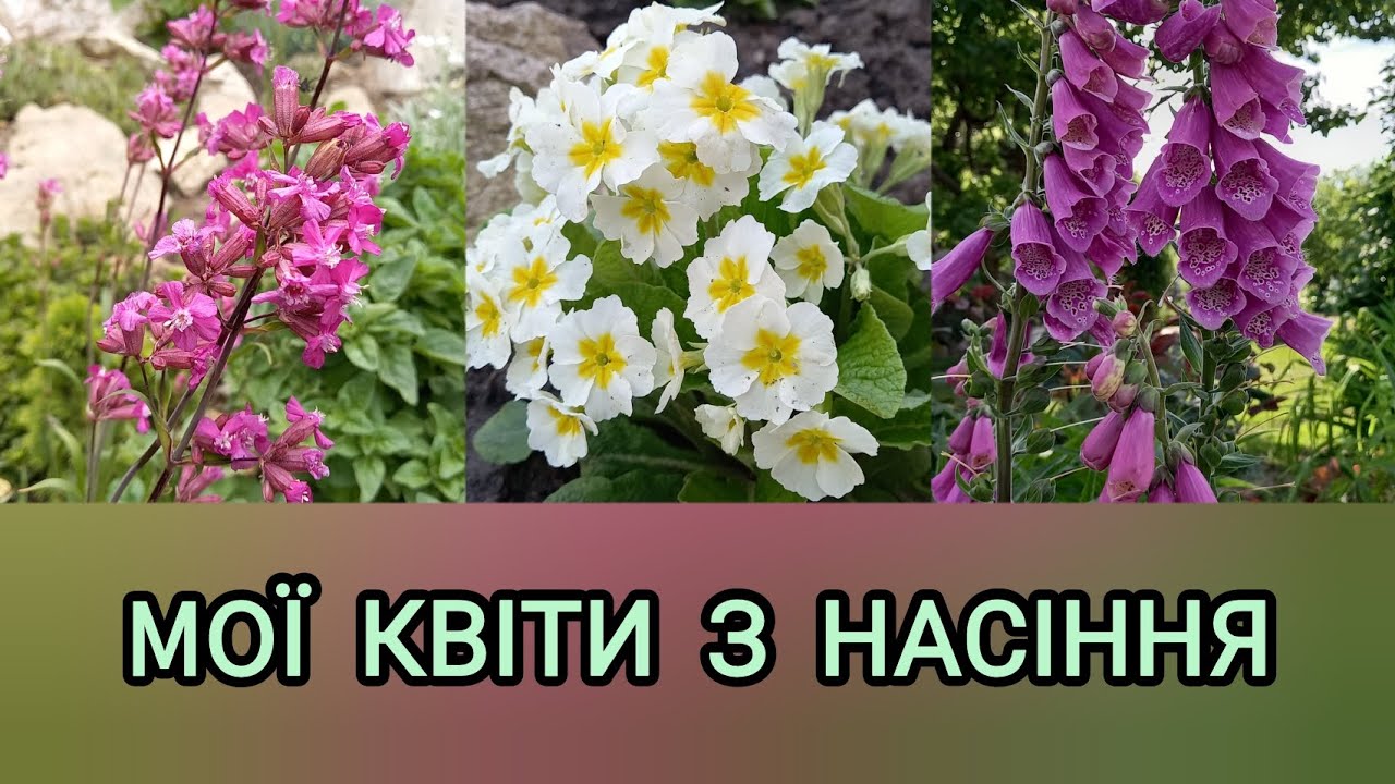 Мої квіти з насіння ч.1 | квітучий сад своїми руками