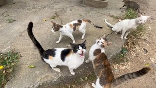 Cute stray cats asking for food to silence their hunger.