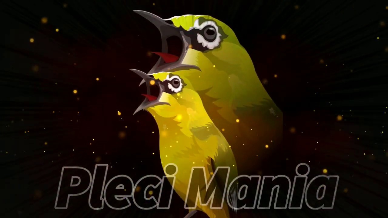 8600 Koleksi Gambar Burung Pleci Kartun Terbaru