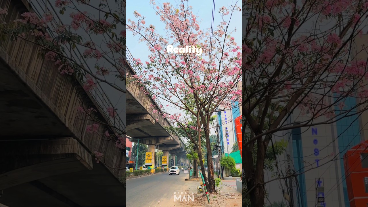 Kochi is Blooming | Edapally | Mamangalam | KERALA MAN