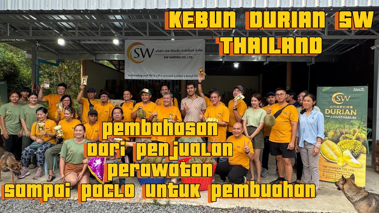 KEBUN DURIAN SW THAILAND PENJUALAN DARI KEBUN 500 -1000 BUTIR PERHARI