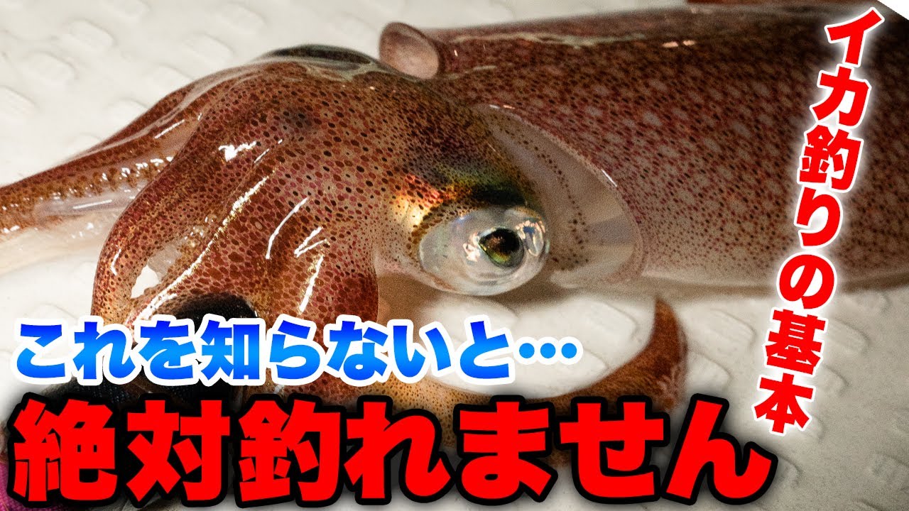 イカ釣りでやってはいけないNG行為・イカメタルで初心者がやりがちな致命的ミス。知らないと釣れないNG行為とは？絶対釣れないエギングにも関係するアレ。