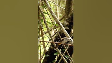 Trucukan Bird trap #shorts