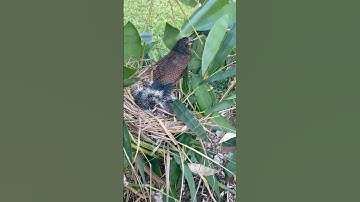 Chim bìm bịp tha rắn về tổ #snake #birds về 붉은 눈의 새가 뱀을 둥지로 데려간다