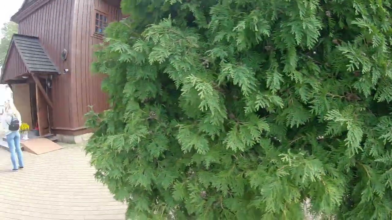 Ranczo Wilkowyje,jeruzal, wójt