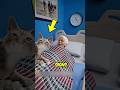 This Cat Predicted People’s Deaths 😨🐈