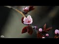 Japanese Koto Music - Cherry Blossoms - Beautiful Japanese Koto &amp; Flute Music