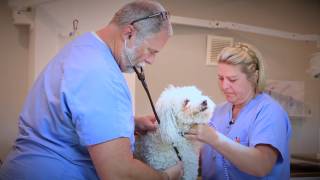 Wedgewood Pet Clinic - Short | Oklahoma City, OK